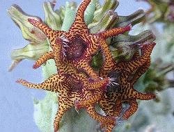 Caralluma plicatiloba