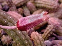 Echidnopsis squamulata