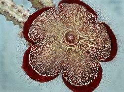 Edithcolea