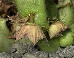 Huernia hadhramautica