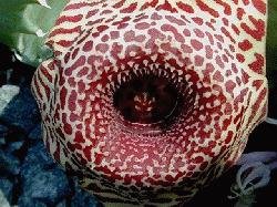 Huernia hybrid