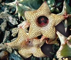 Huernia thuretii
