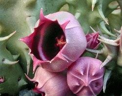 Huernia urceolata