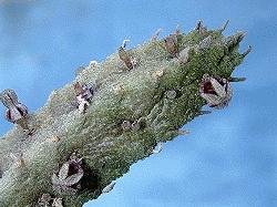 Rhytidocaulon fulleri