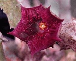Stapelianthus hardyi